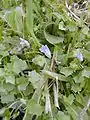 la Campanille à feuilles de lierre (Wahlenbergia hederacea).