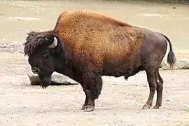 Bison des bois (Bison bison athabascae).