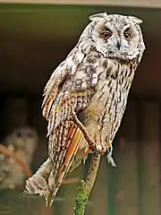 Hibou moyen-duc.