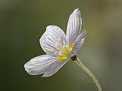 Fleur d’Oxalis acetosella.