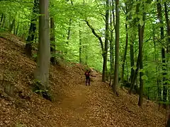 Forêt de hêtres des Vosges du Nord.