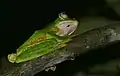 Rhacophorus nigropalmatus (Parc national du Gunung Mulu, Malaisie)