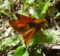 Wallengrenia ophites, mâle.