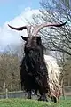 Chèvre à col noir du Valais