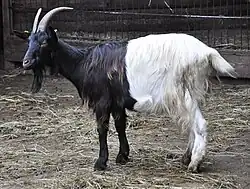 Image illustrative de l’article Chèvre à col noir du Valais
