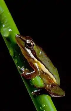 Description de l'image Wallum Sedgefrog is a ‘vulnerable’ species living on Straddie.jpg.