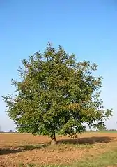 Noyer austral (Juglans australis)