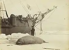 Morse tué sur la côte orientale du Canada en 1875…