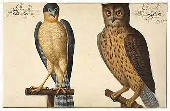 Johann Walter, Hibou et crécelle (milieu du XVIIe siècle), aquarelle et gouache sur papier.