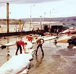 Dépeçage d'une baleine en 1979