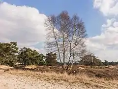 Un bouleau dans le Hulshorsterzand, un parc de la ville