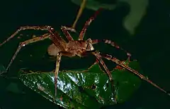 Description de l'image Wandering Spider (Phoneutria fera) (10623228224).jpg.