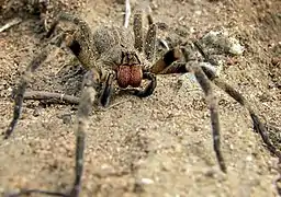 Phoneutria nigriventer, à la morsure douloureuse, a des soies rouge pâle, couvrant les chélicères sur toute leur longueur.