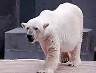 ours blanc au zoo de Varsovie .