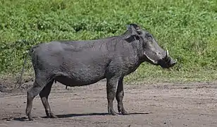 Un phacochère dans le Masai Mara.