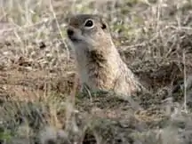 Description de l'image Washington-ground-squirrel-.jpg.