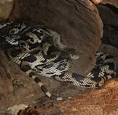 Description de l'image Washington DC Zoo - Pituophis melanoleucus 1.jpg.