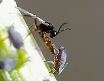 Long insecte très fin plantant son dard dans un autre insecte.