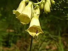 Digitale à grandes fleurs