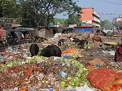 Vaches à Chittagong, Novembre 2017.