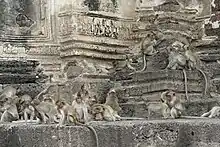 Attention aux singes!  (macaques à longue queue ou macaques crabiers de Lopburi)