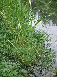 Description de l'image Water bamboo.JPG.