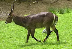 Water buck