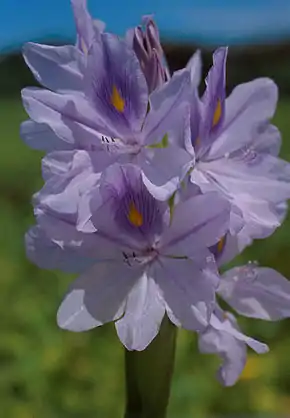 Fleur de jacinthe d'eau  Eichhornia crassipes.