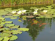 Poissons rouges nageant entre les plantes d'un bassin