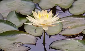 water lily