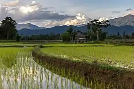 Reflet dans l'eau d'un chemin de terre dans les rizières vertes, maison en bois, montagnes karstiques et nuages colorés, pendant la mousson, à Vang Vieng.