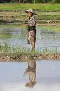 Réflexion dans l'eau d'une femme souriante portant un chapeau de paille conique et plantant le riz dans les rizières de la petite île isolée de Don Puay. Août 2018.
