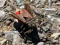 Nepa cinerea avec les ailes ouvertes montrant la couleur rouge de son abdomen.