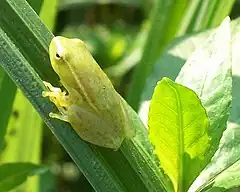 Description de l'image Waterlily Reed Frog plants Ilanda 26 08 2010.JPG.