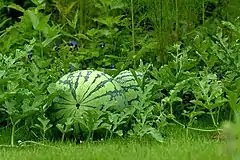 Description de l'image Watermelon-garden.jpg.