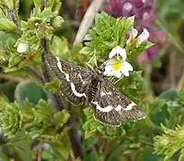 Euphrasia pseudokerneri (Angleterre)