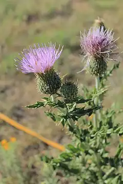 Description de l'image Wavyleaf Thistle (7490713266).jpg.