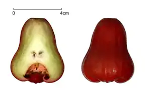 Plan de coupe du fruit.