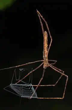 Description de l'image Web-casting Spider - Deinopis longipes, Caves Branch Jungle Lodge, Armenia, Belize.jpg.