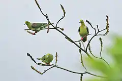 Description de l'image Wedge-tailed Green Pigeon.jpg.