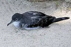 oiseau noir sur le dessus, blanc sur le ventre, le bec allongé.