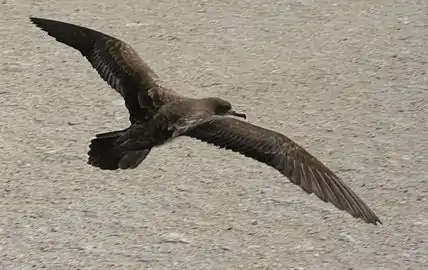 Photographie d'un oiseau aux plumes grises et noires volant au dessus de la mer