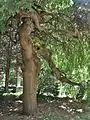 Weeping Japanese pagoda tree