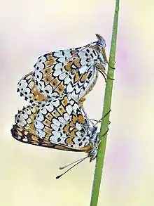 Deux papillons presque identiques se tiennent par les pattes à une tige verticale, restant en contact avec leurs ailes