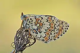 Dessous d'un imago couvert de gouttes de rosée.