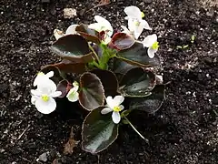 Plant à maturité  (variété à feuillage sombre)