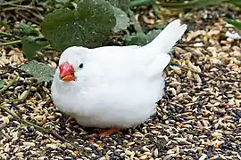 Masqué à poitrine noire (femelle), visuellement proche du blanc, mais avec de discrets traits de couleur au bec