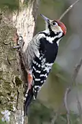 Vue d'un oiseau agrippé au tronc vertical d'un arbre, les ailes noires marbrées de blanc.