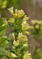 Weigela middendorffiana