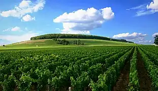 Vignoble de la côte de Beaune, Bourgogne.